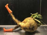 Rettich mit Stiefeln